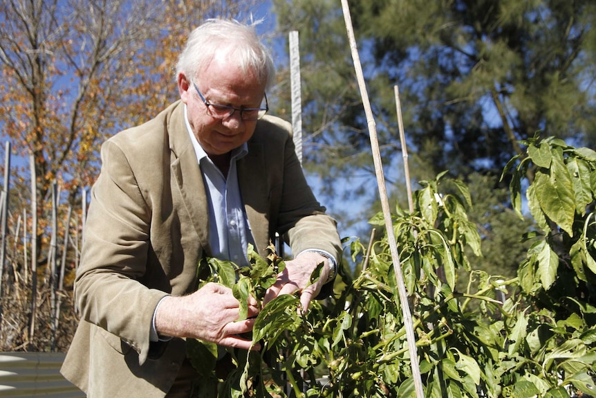 An older man in a suit jacket tends to a garden on a sunny day.