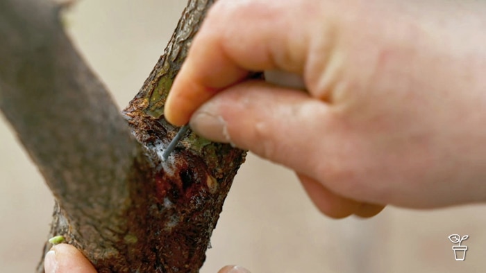 Hand poking a small stick in the hole of a tree.