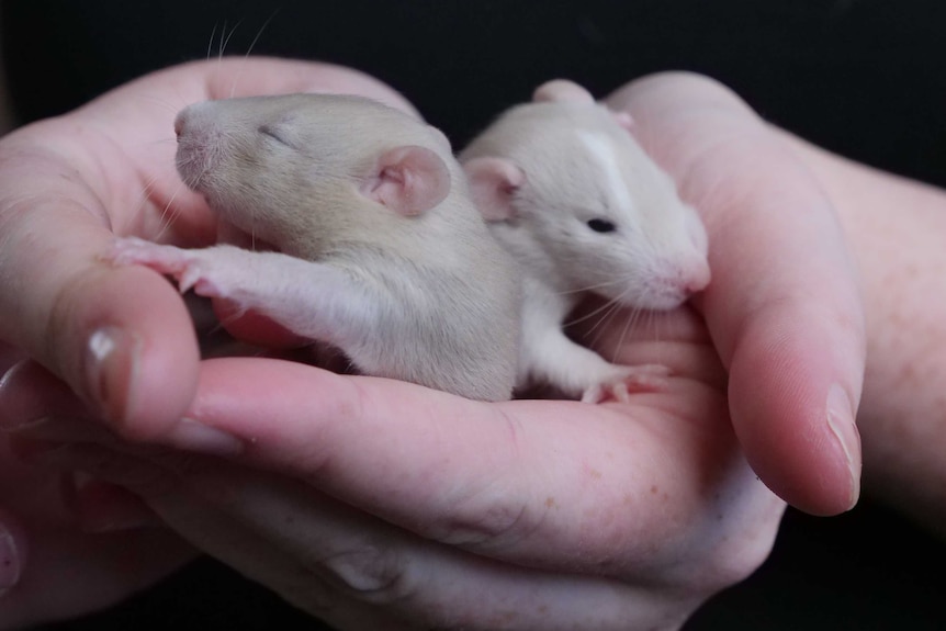 Two baby rats, one without eyes open yet, being held by two hands