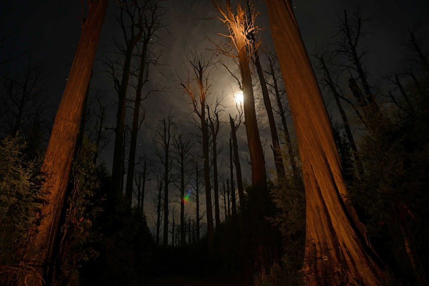 Stag trees in Victoria's Mountain Ash forest with the moon in the background.