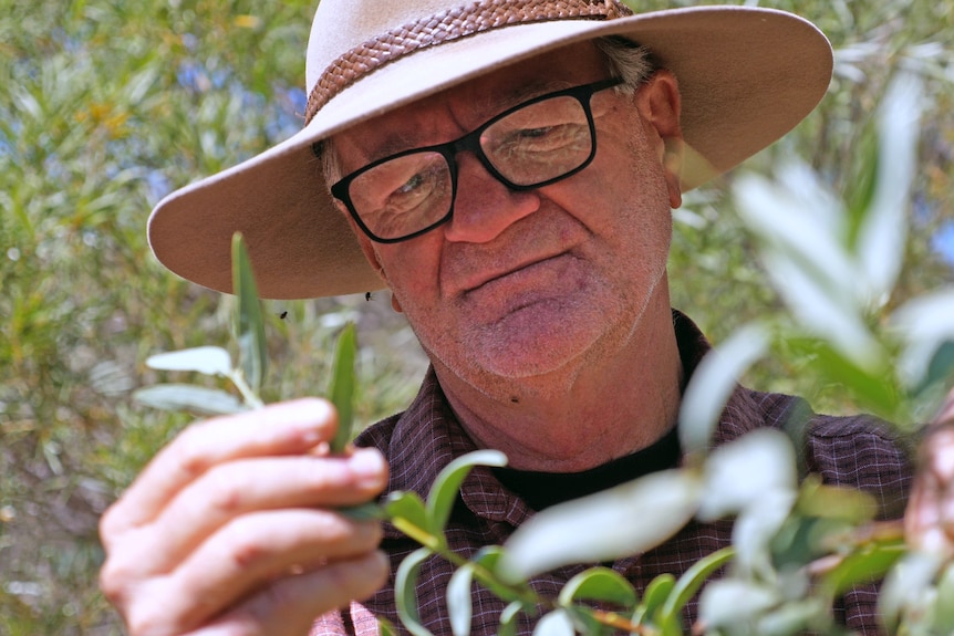 A man wearing a wide brim hat and glasses looks at a sandalwood tree leaf