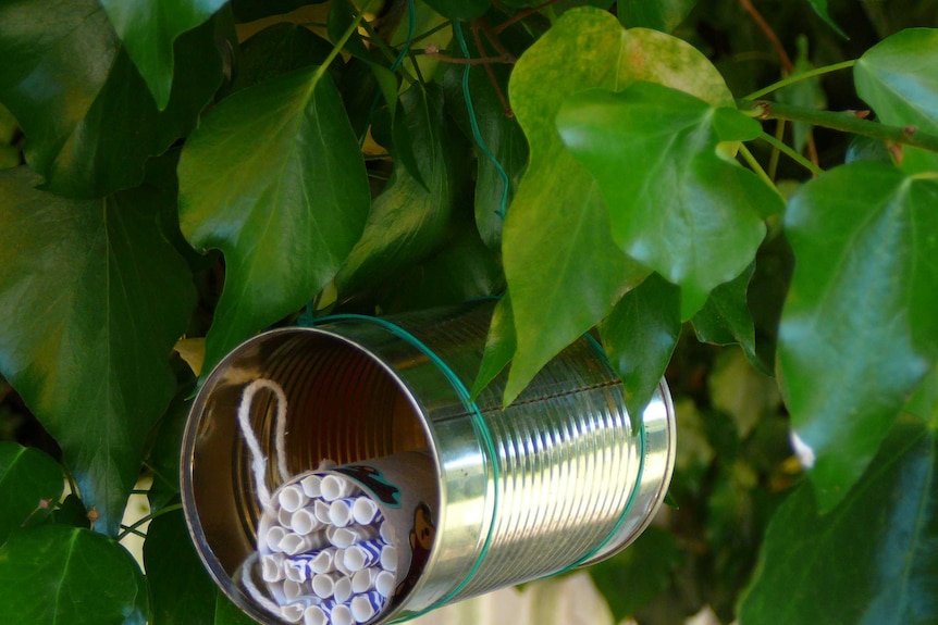 A 'bee motel' made with a toilet roll and paper straws, sits in a tin can strung from a tree at Wellington, NSW.