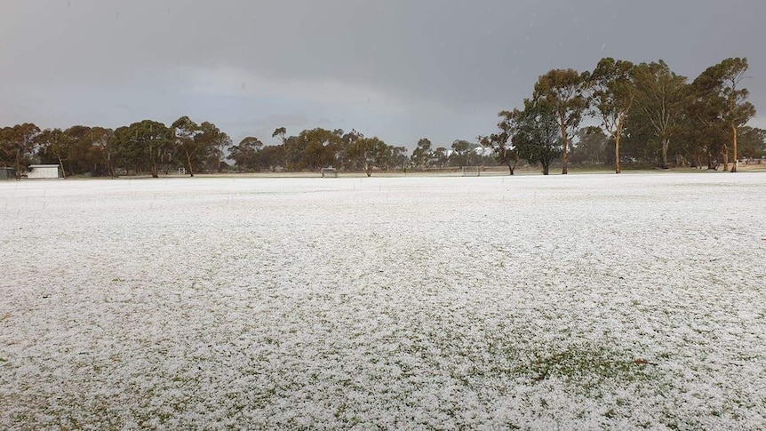 Hail on ground by fruit trees