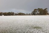 Hail on ground by fruit trees