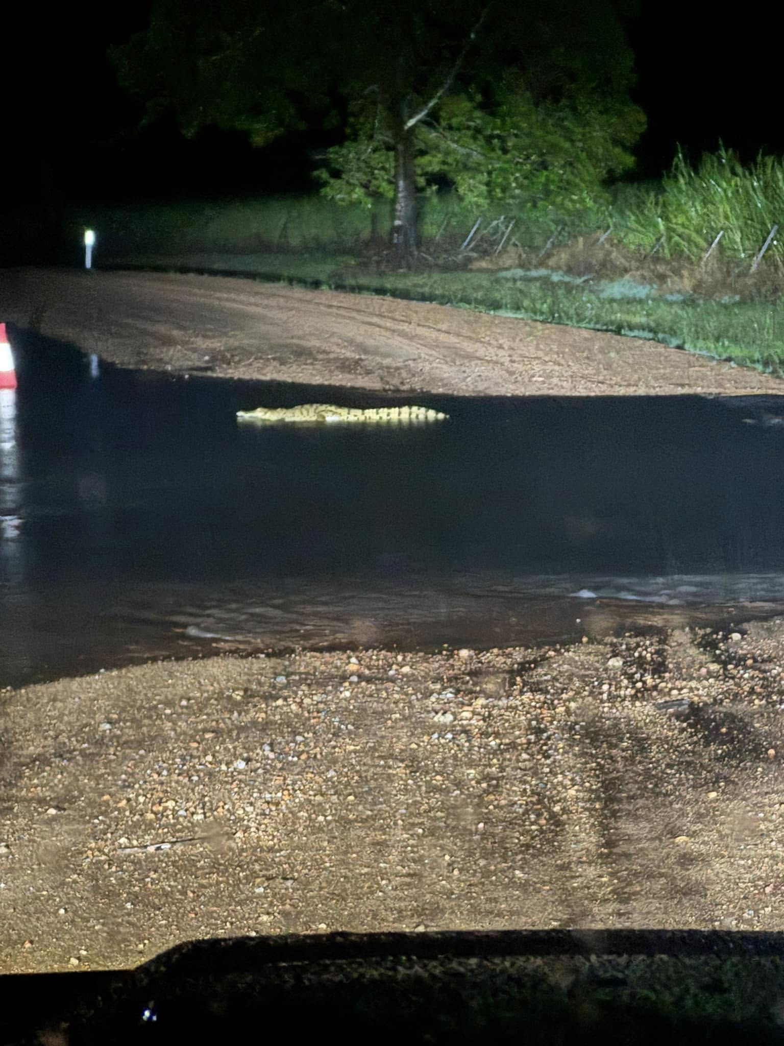 A spotlight shines on a crocodile lying in shallow water on a flooded causeway 