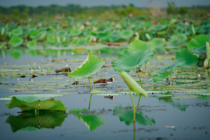 Waterlillies and a bird. 