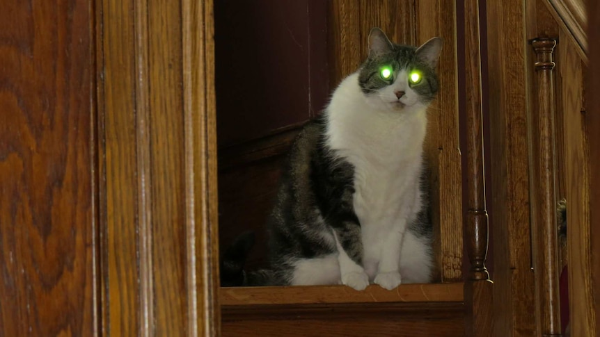 A grey-and-white cat looking at the camera in a dark room. Its eyes are glowing a green colour.