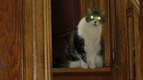 Why do cats' eyes glow in the dark?
