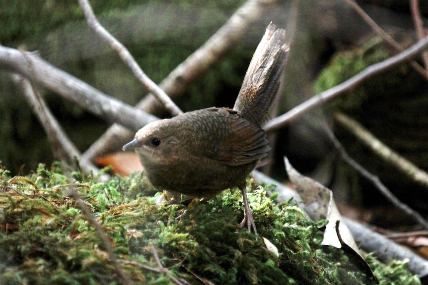 A small brown bird with its tail feathers raised, standing on some moss.