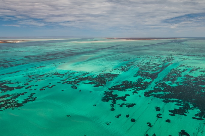 World's largest known seagrass forest found in the Bahamas