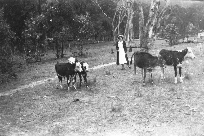 Una in a paddock with cattle. Black and white historical photo