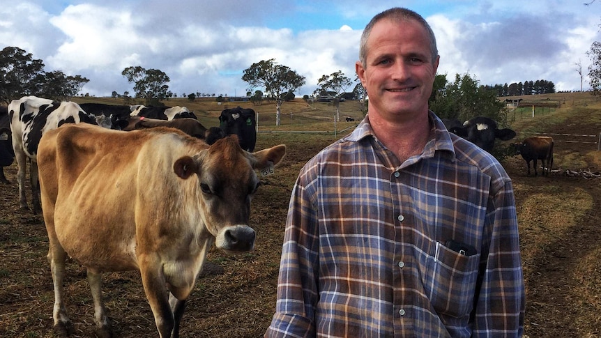 Dairy farmer standing in paddock with cows
