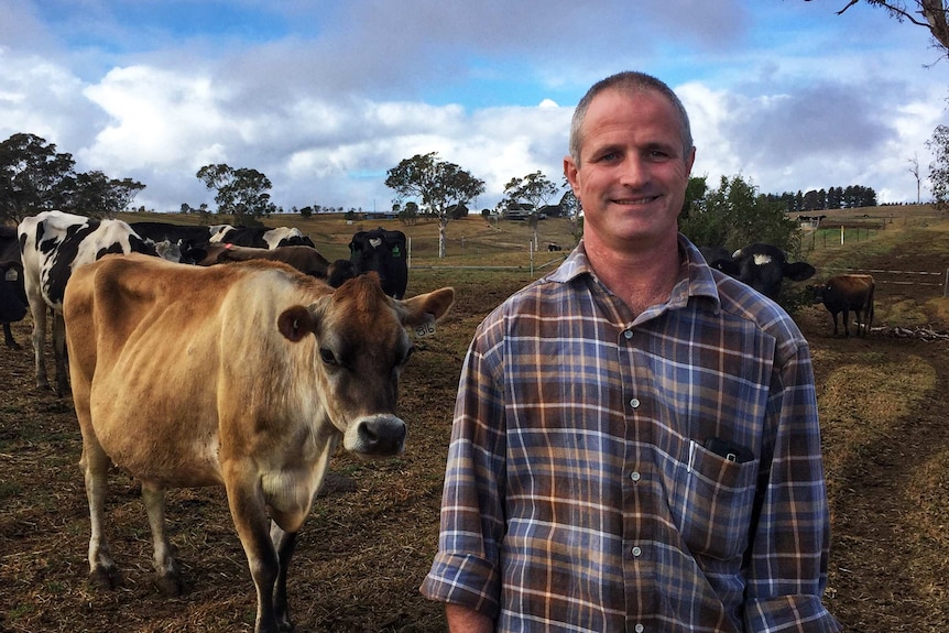 Dairy farmer standing in paddock with cows