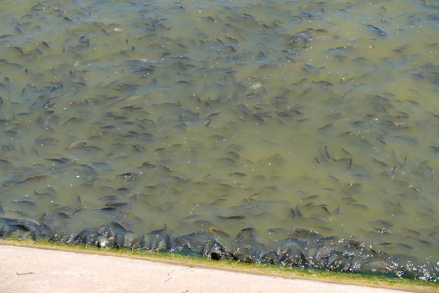 Hundreds of fish packed in around the Pamamaroo inlet at Menindee.