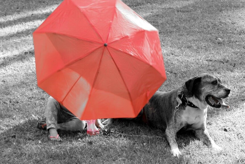 A child hidden behind a red umbrella with her dog sitting next to her