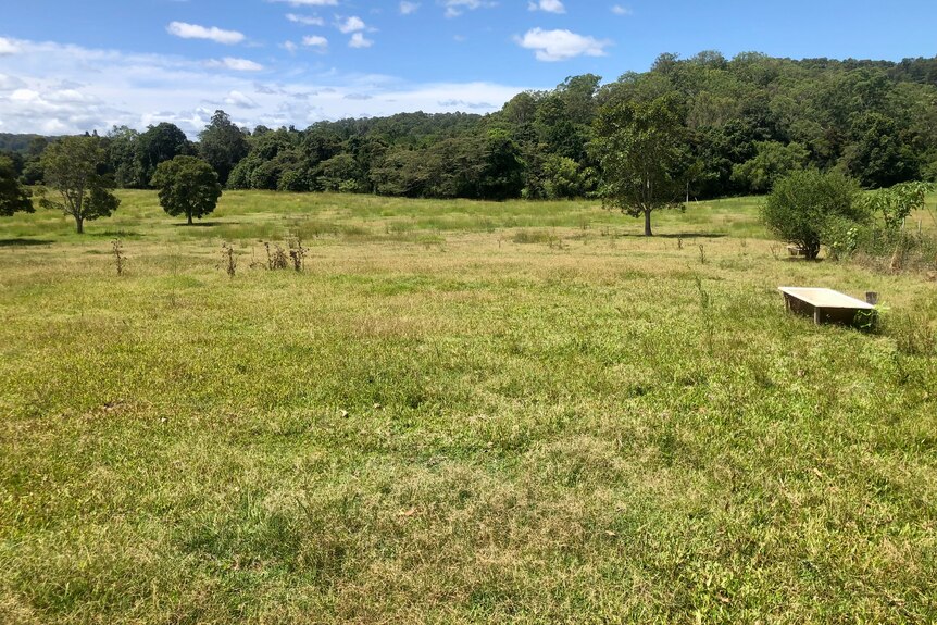 A green paddock with a tree line in the distance.