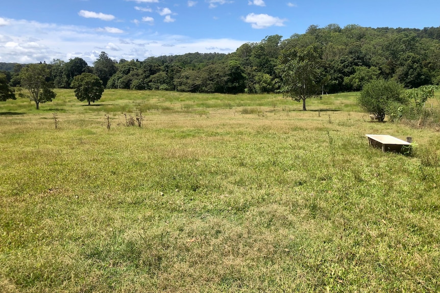 A green paddock with a tree line in the distance.