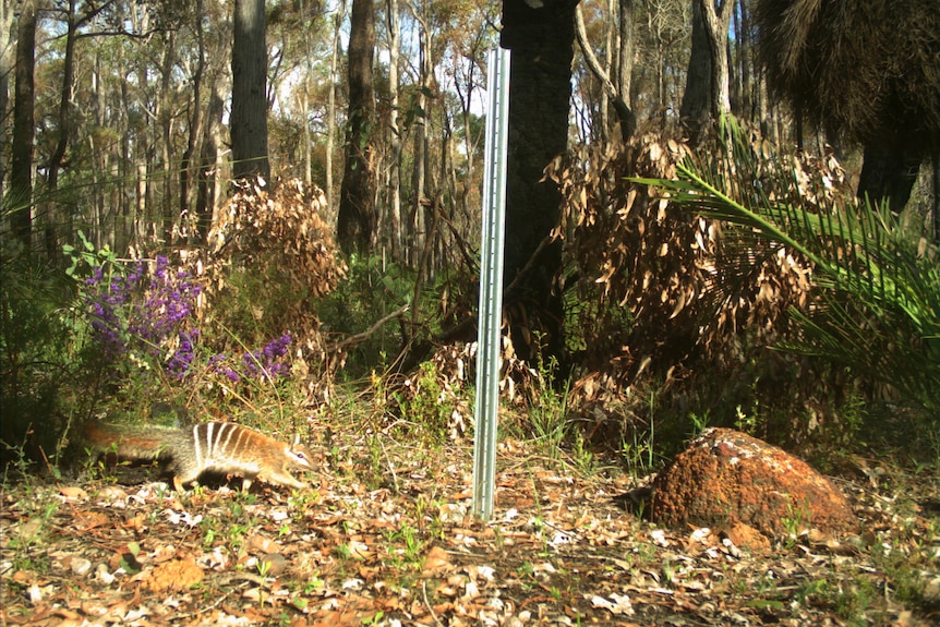 A shot of bushland with a numbat walking through.