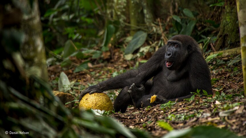 A western lowland gorilla sits back while eating breadfruit