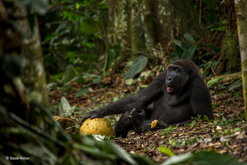 A western lowland gorilla sits back while eating breadfruit