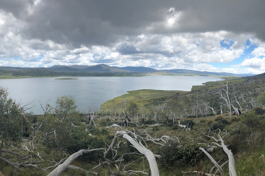 A dam with dead trees in the foreground