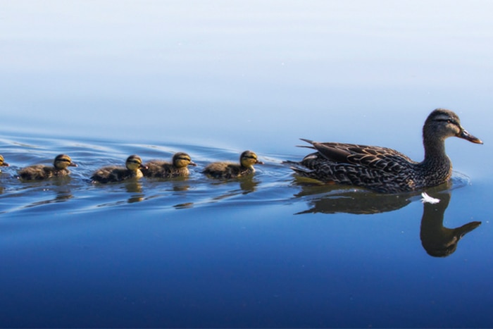Ducklings swimming in single file behind mother