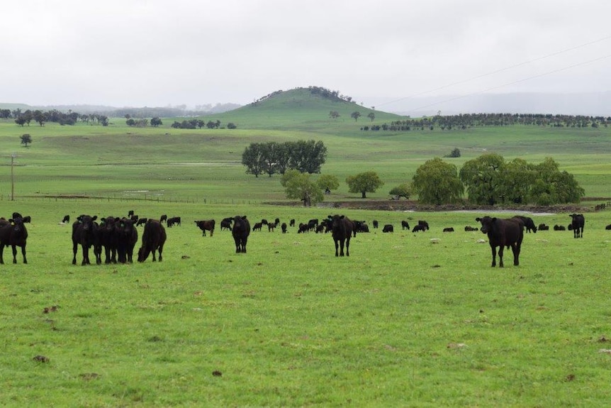 cows in a lovely green field