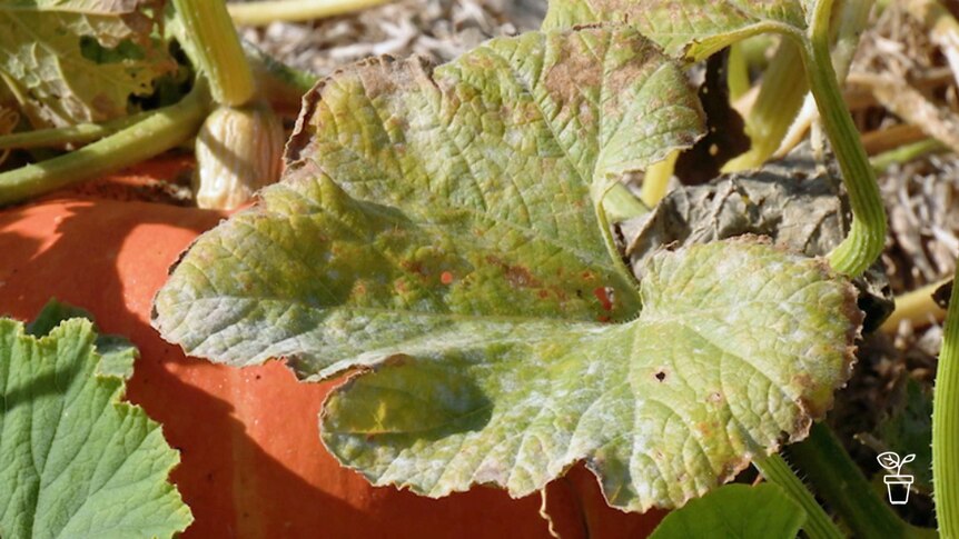 Powdery mildew on leaves