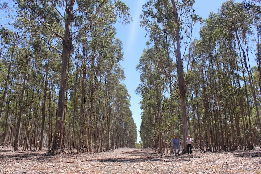 Bluegums in Napier