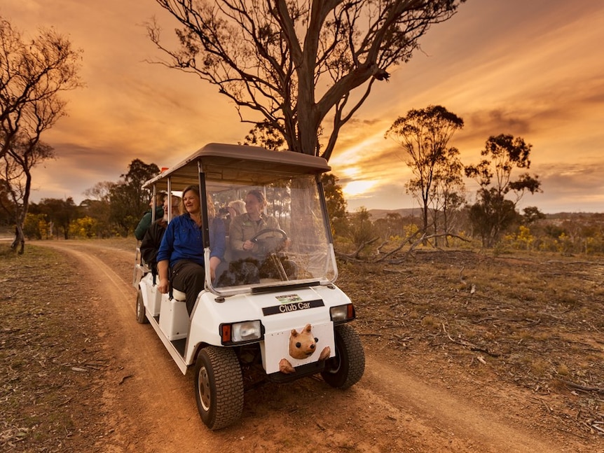 Bettong Buggy at Mulligans Flat Nature Reserve