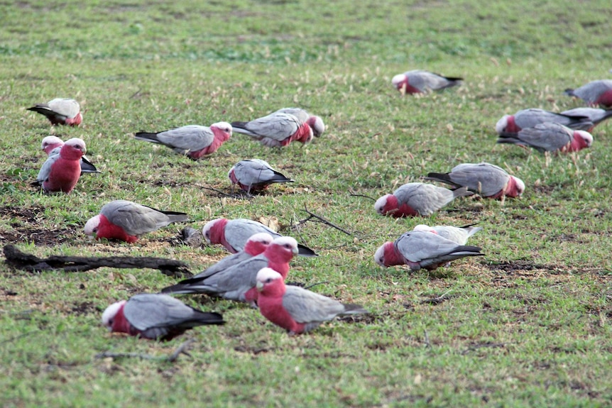 Galahs forage on the ground.