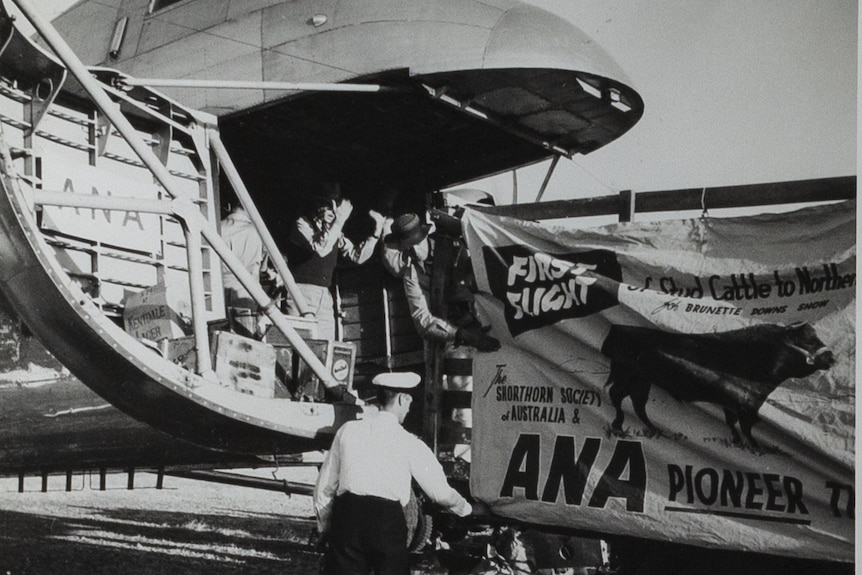 black and white photo of the front of a large plane with the nose opened up, a sign with a cow on it stretched in front