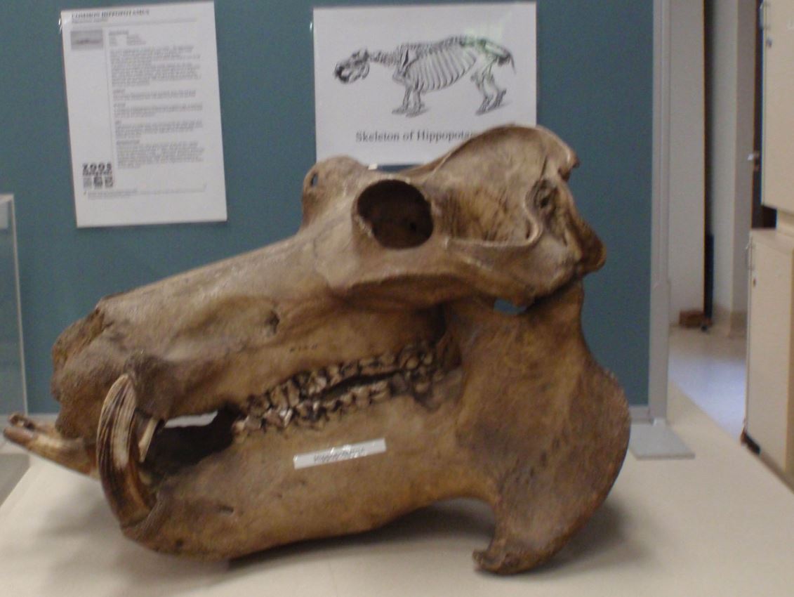 Rare animal skeletons dating back to 1880 stolen from Sydney University ...
