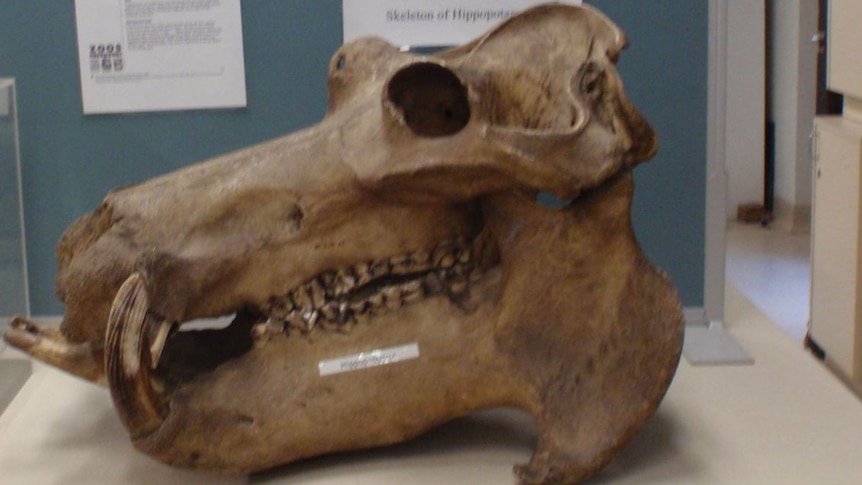 The skull of a hippopotamus sits in a display cabinet. The side profile shows one of its tusks and a deep eye socket.