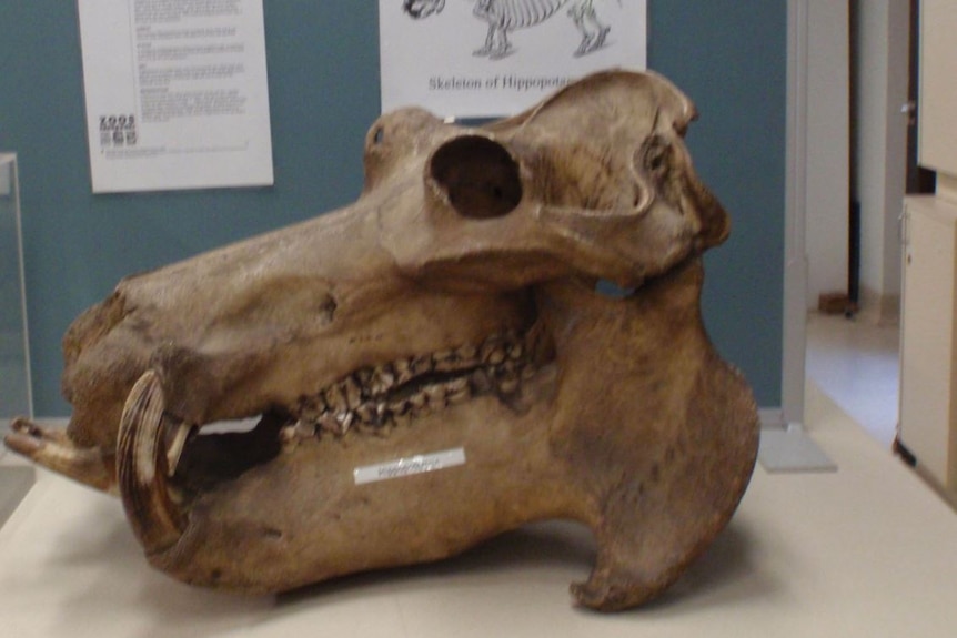 The skull of a hippopotamus sits in a display cabinet. The side profile shows one of its tusks and a deep eye socket.