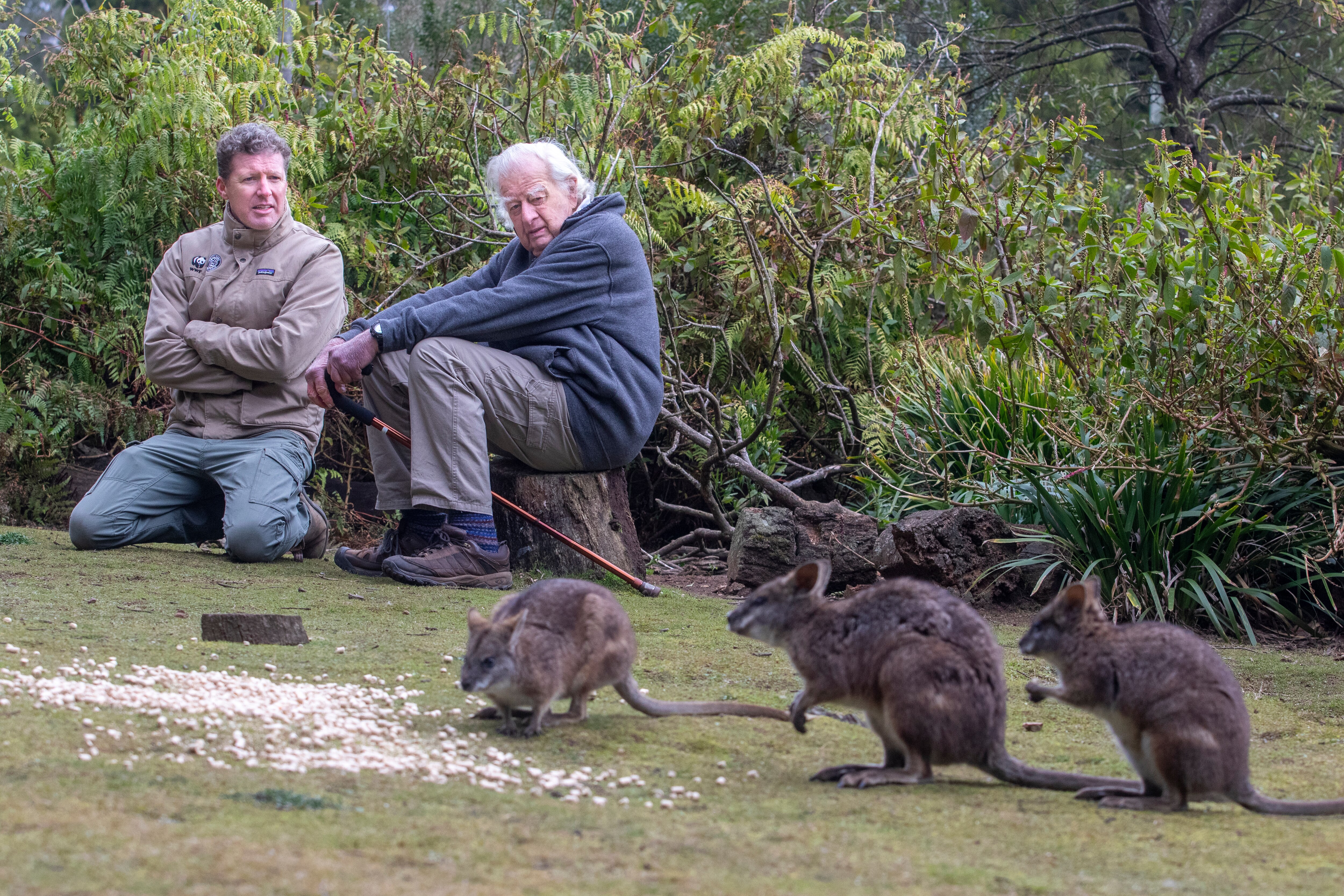 Two men talking with small wallabies eating food on the ground.