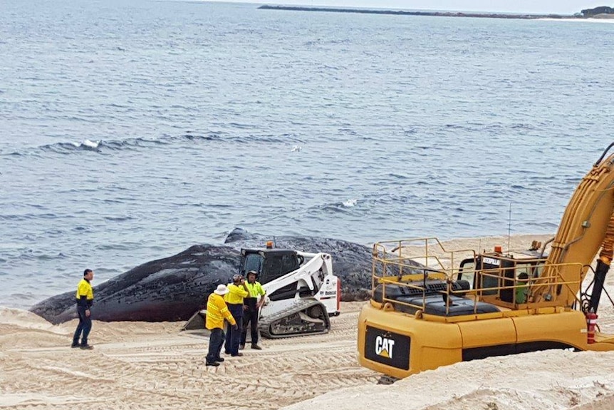 Shire workers surround a sperm whale carcass that washed up on a beach in Hopetoun, WA.