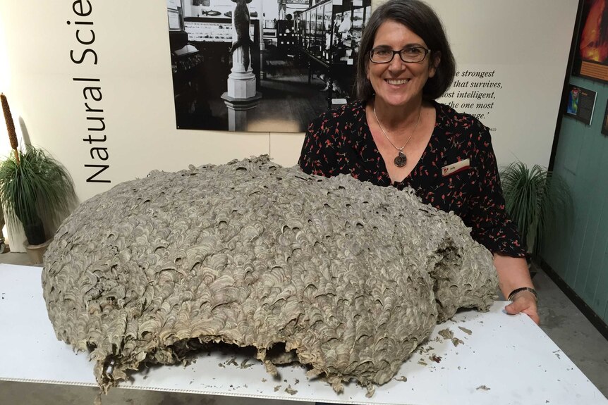 A large wasp nest found in Launceston