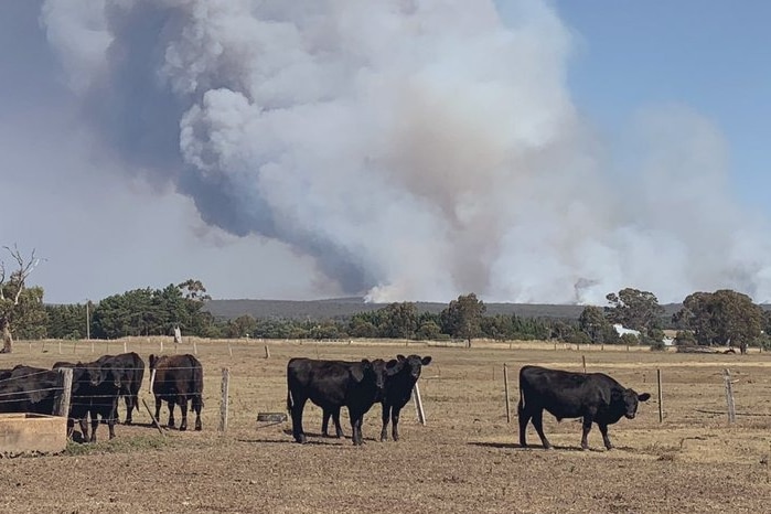 Smoke from a fire rises behind several cows standing in a paddock.