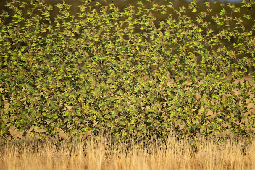 A huge flock of small green and yellow parrots flying together, filling the image.