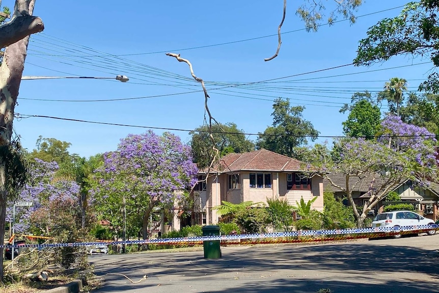 a large tree branch entangled in hanging power lines