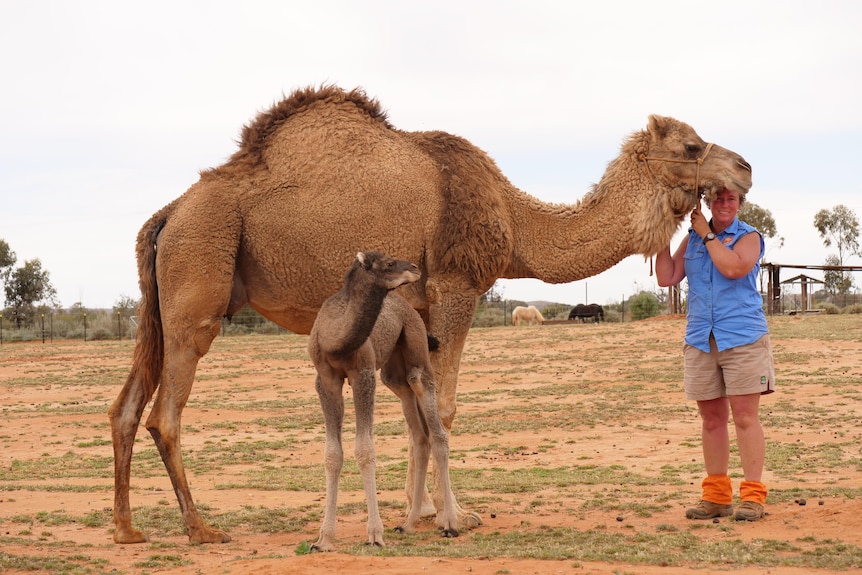 An image of a woman hugging and smiling with a camel and a baby camel nearby too in a desert background
