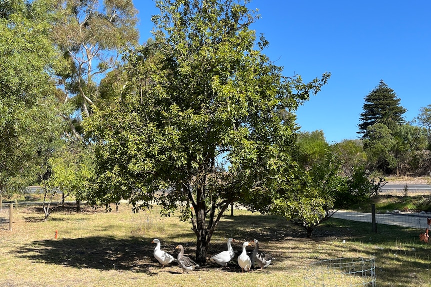 Geese under a tree