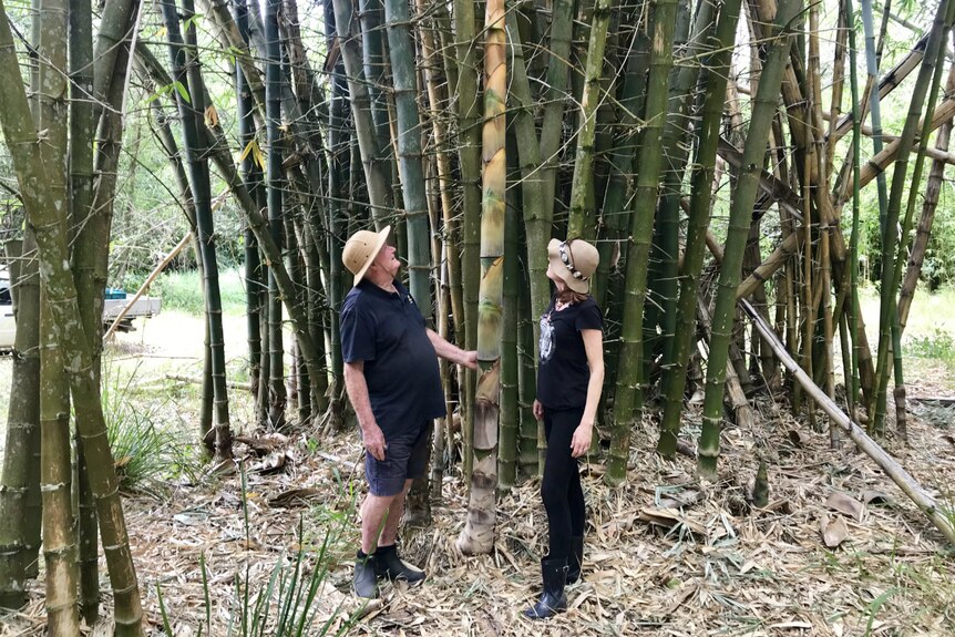 Durnford Dart and Becky Dart look up at the fast growing bamboo.