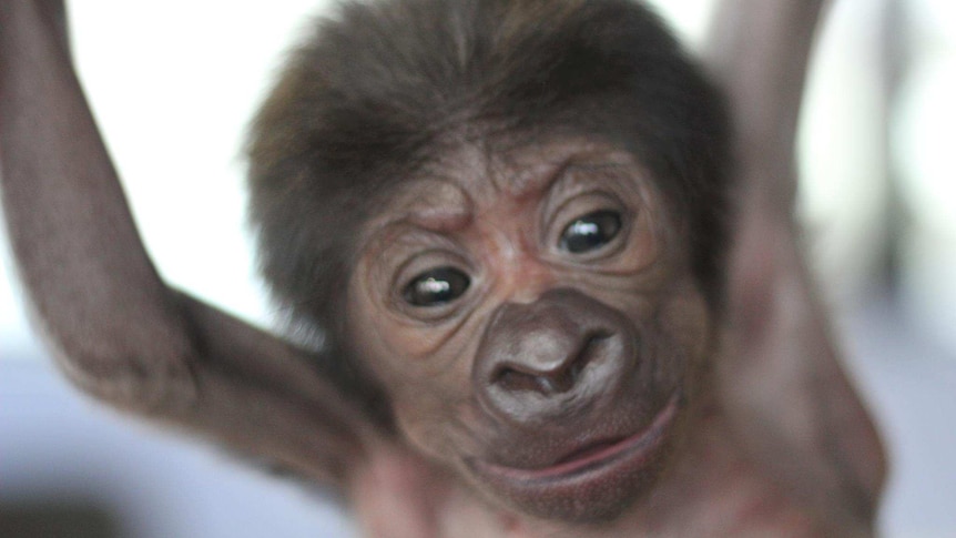 Baby gorilla.