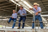 Two men in blue shirts and cream cowboy hats selling cattle.