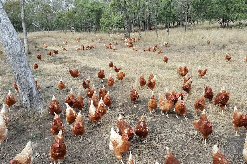 Chickens are spread out at the toowoomba farm.