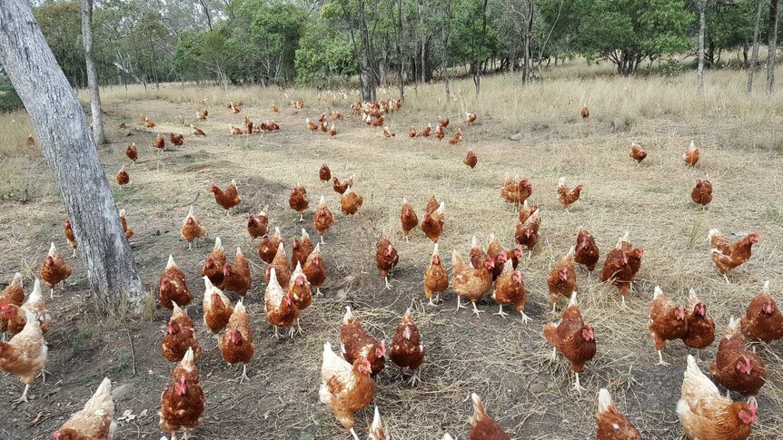 Chickens are spread out at the toowoomba farm.