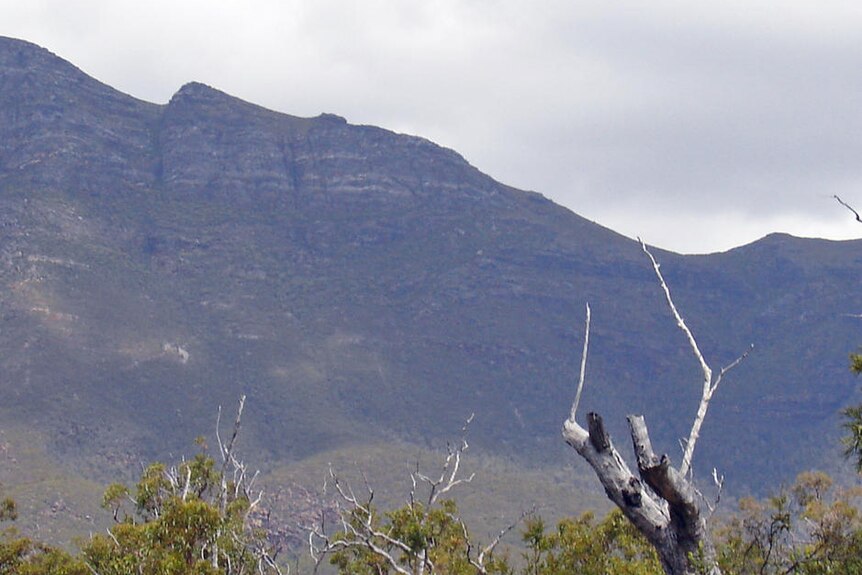 A wide shot showing Bluff Knoll in the distance with trees in the foreground.
