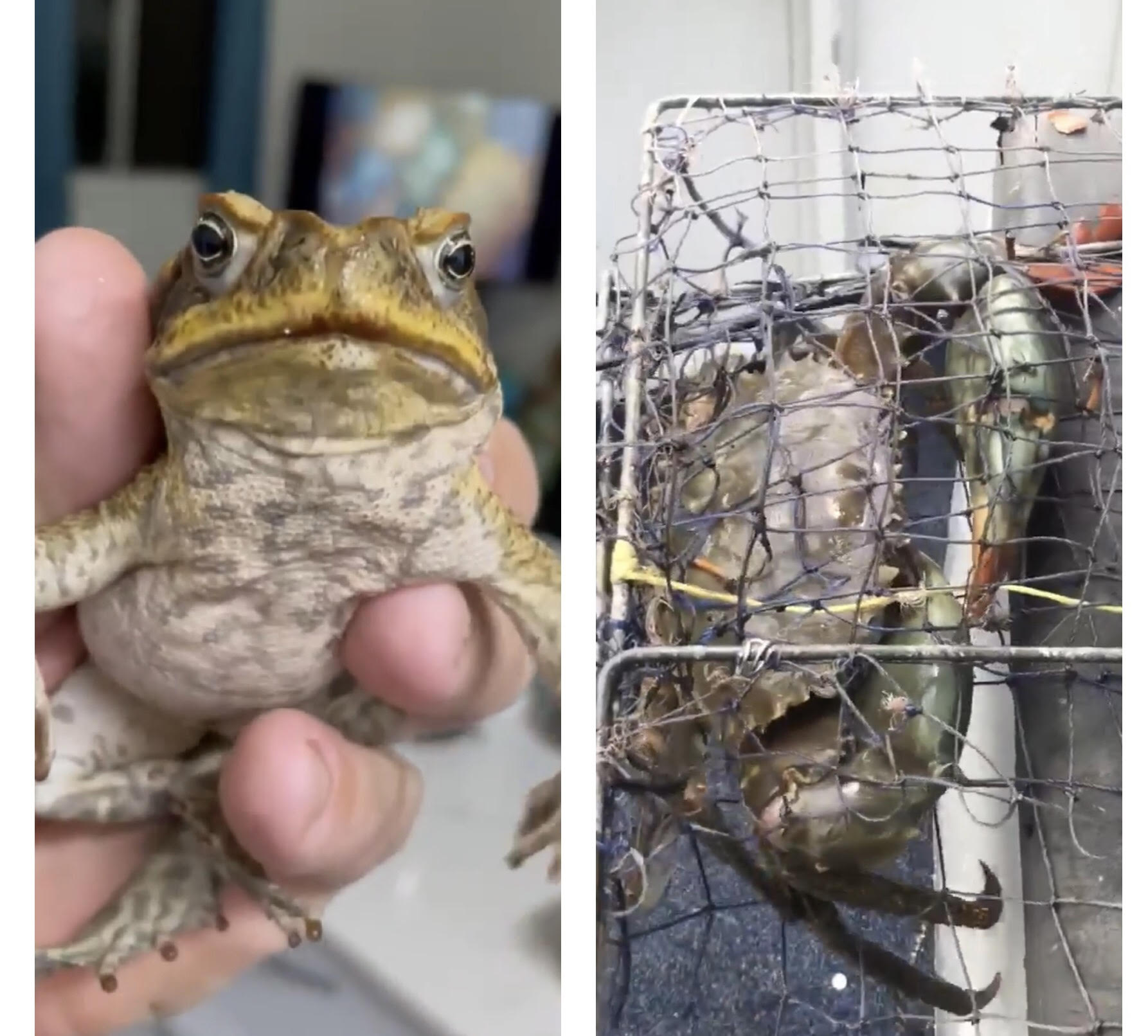 Darwin fisho catches his muddies with cane toads